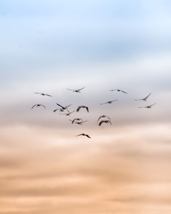 Simbolika ptica i njihova duhovna značenja