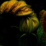 Tikvica kao prirodni saveznik