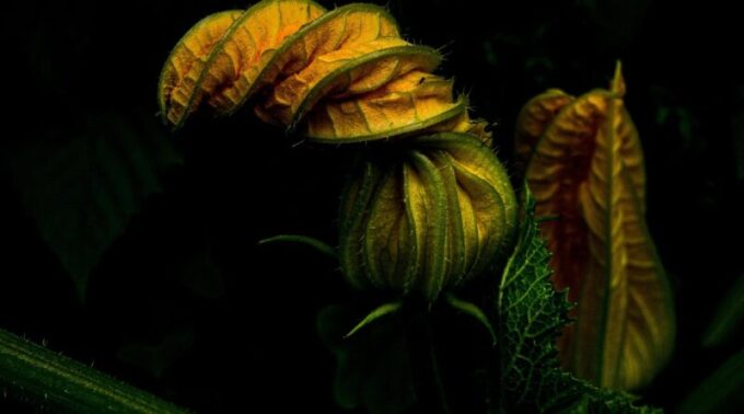 Tikvica kao prirodni saveznik