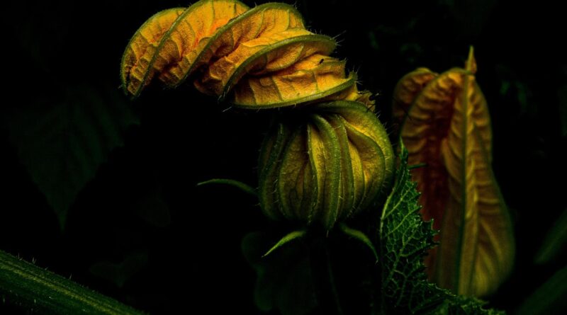 Tikvica kao prirodni saveznik