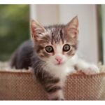 Indijsko verovanje o pojavi nepoznate mačke