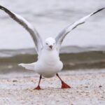 Vizuelni test ličnosti